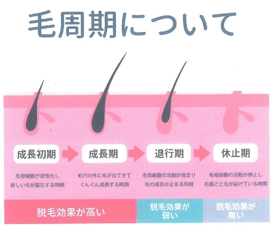 ヒゲの毛周期
